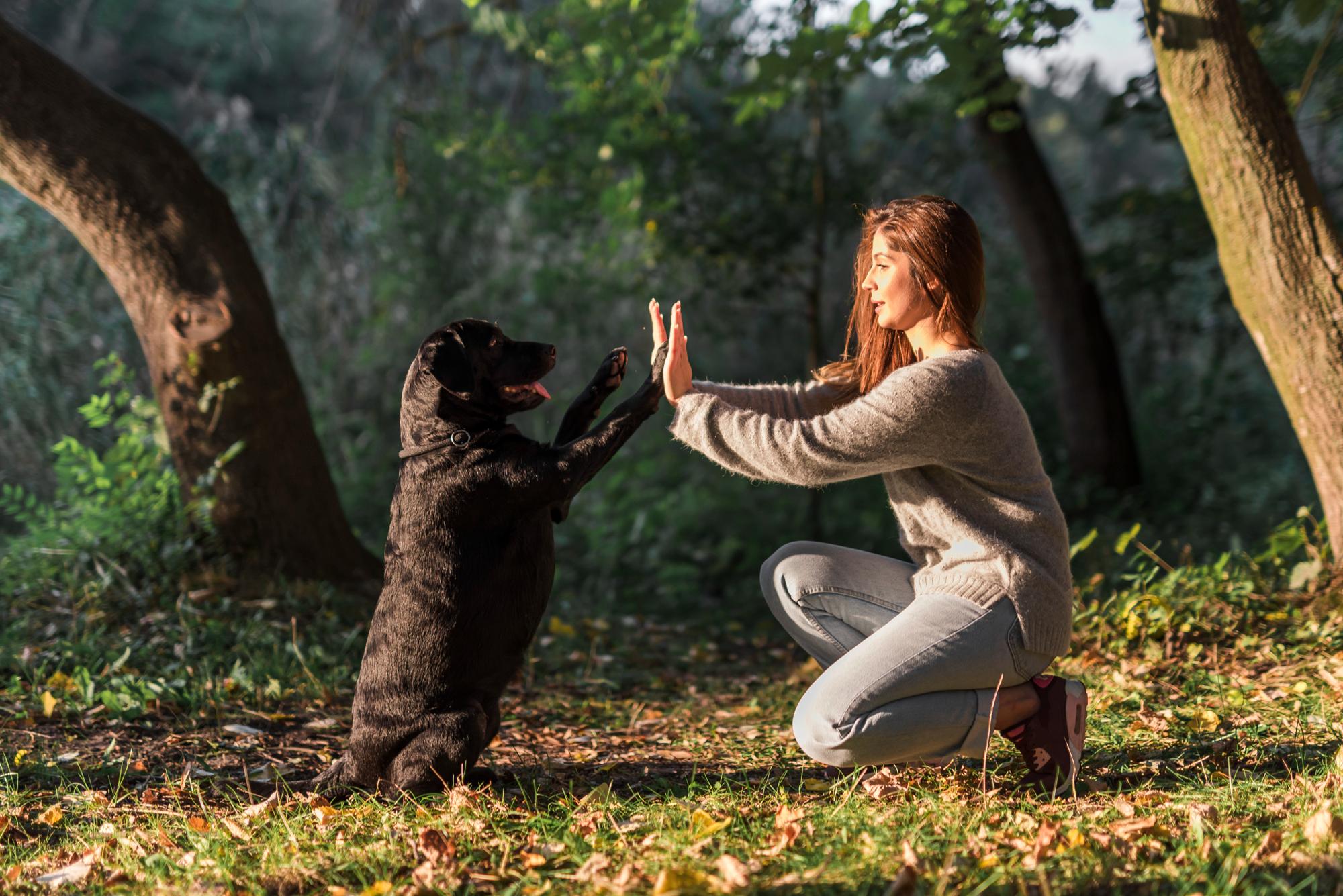 Obedience Coaching